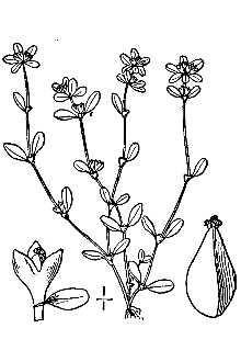 <i>Macounastrum islandicum</i> (L.) Small