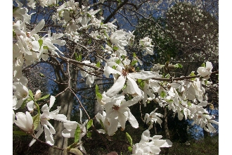 Kobus Magnolia