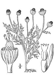 <i>Artemisia matricarioides</i> auct. non Less.
