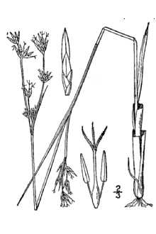 <i>Mariscus mariscoides</i> (Muhl.) Kuntze