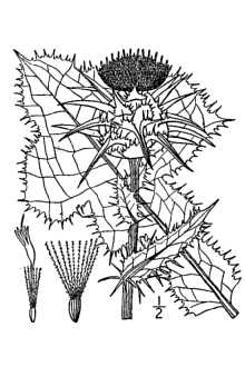 <i>Carduus marianus</i> L.