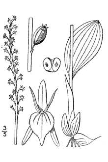 <i>Malaxis monophyllos</i> (L.) Sw. var. brachypoda (A. Gray) F. Morris & Eames