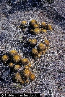 Woolly Nipple Cactus