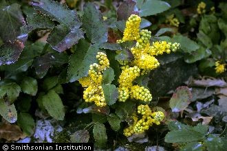 <i>Berberis aquifolium</i> Pursh var. repens (Lindl.) Scoggan