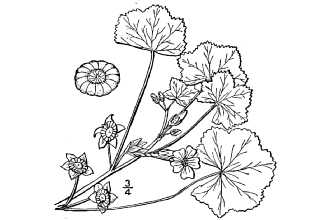 <i>Malva rotundifolia</i> L., nom. utique rej.