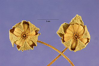 <i>Malva rotundifolia</i> auct. non L.