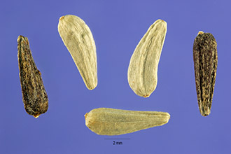 <i>Madia sativa</i> Molina ssp. capitata (Nutt.) Piper
