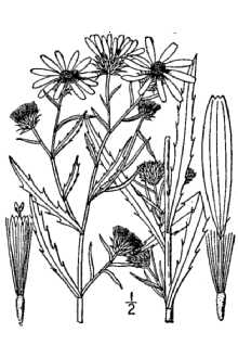 <i>Dieteria sessiliflora</i> (Nutt.) Greene