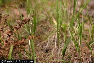 Chiricahua Adder's-mouth Orchid