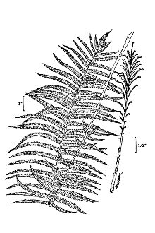 <i>Matteuccia struthiopteris</i> (L.) Todaro var. pensylvanica (Willd.) Morton