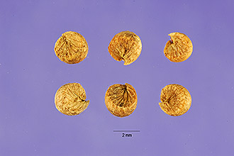 <i>Malva sylvestris</i> L. ssp. mauritiana (L.) Thell.