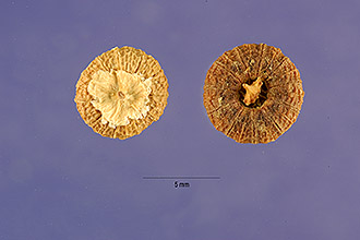 <i>Malva sylvestris</i> L. var. mauritiana (L.) Boiss.