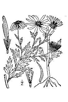 <i>Machaeranthera coronopifolia</i> (Nutt.) A. Nelson
