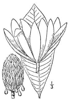 <i>Magnolia virginiana</i> L. var. tripetala L.