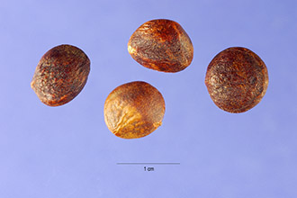 <i>Magnolia umbrella</i> Desr. var. tripetala (L.) P. Parm.