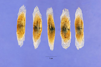 <i>Doxantha unguis-cati</i> (L.) Miers