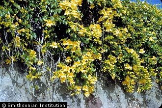 <i>Bignonia unguis-cati</i> L.