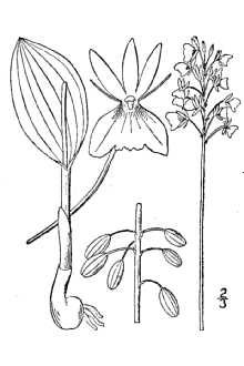 <i>Microstylis unifolia</i> (Michx.) Britton, Sterns & Poggenb.