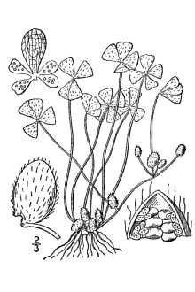 <i>Marsilea tenuifolia</i> Engelm. ex A. Braun