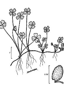 <i>Marsilea vestita</i> Hook. & Grev. ssp. tenuifolia (Engelm. ex A. Braun) D.M. Johnson