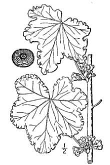 <i>Malva verticillata</i> L. var. crispa L.