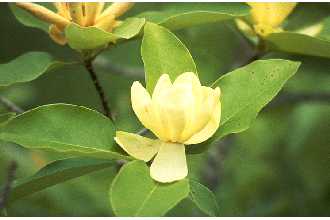 <i>Magnolia virginiana</i> L. var. parva Ashe