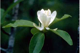 <i>Magnolia virginiana</i> L. var. australis Sarg.