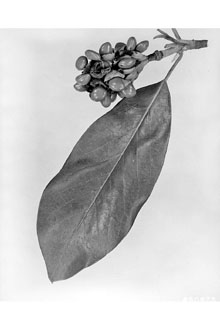 <i>Magnolia virginiana</i> L. var. parva Ashe