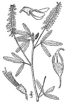 <i>Melilotus leucanthus</i> W.D.J. Koch ex DC.