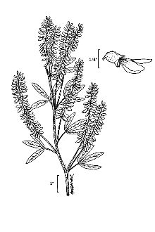 <i>Melilotus alba</i> Medikus, orth. var.