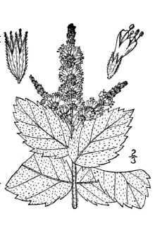 <i>Mentha ×villosa</i> Huds. var. alopecuroides (Hull) Briq. (pro nm.)
