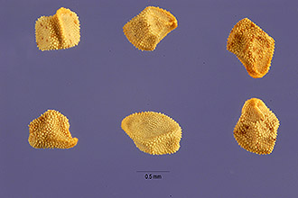 <i>Acrolasia albicaulis</i> (Hook.) Rydb.