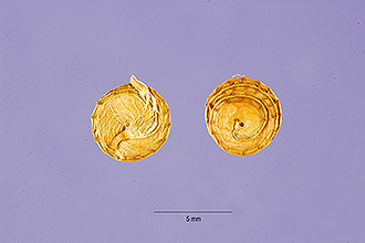 <i>Medicago polymorpha</i> L. var. brevispina (Benth.) Heyn