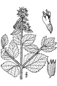 <i>Mentha piperita</i> L. ssp. citrata (Ehrh.) Briq.