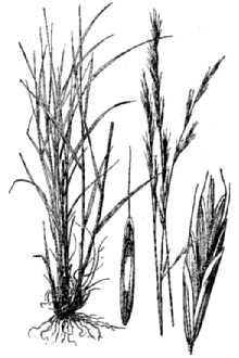 Bearded Melicgrass
