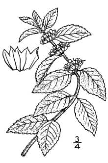 <i>Mentha arvensis</i> L. ssp. parietariifolia (Becker) Briq.