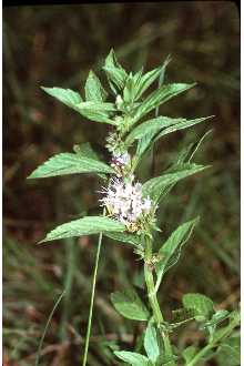 <i>Mentha arvensis</i> L. var. villosa (Benth.) S.R. Stewart