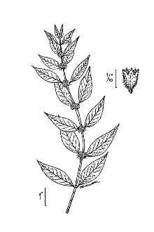 <i>Mentha arvensis</i> L. var. glabrata (Benth.) Fernald