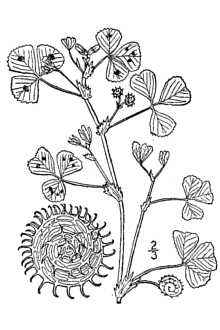 <i>Medicago maculata</i> Sibth.