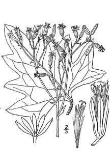 <i>Cacalia rotundifolia</i> (Raf.) House