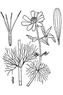 <i>Megalodonta beckii</i> (Torr. ex Spreng.) Greene var. oregonensis Sherff