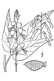 <i>Meibomia bracteosa</i> (Michx.) Kuntze