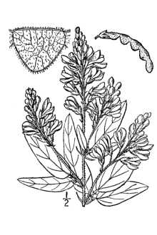 <i>Meibomia canadensis</i> (L.) Kuntze