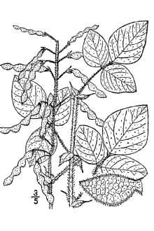<i>Desmodium canescens</i> (L.) DC. var. villosissimum Torr. & A. Gray