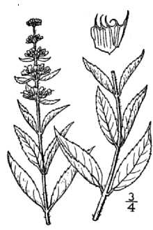<i>Mentha ×muelleriana</i> auct. non F.W. Schultz