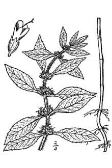 <i>Mentha arvensis</i> L. var. lanata Piper