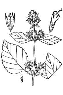 <i>Mentha piperita</i> L. ssp. citrata (Ehrh.) Briq.