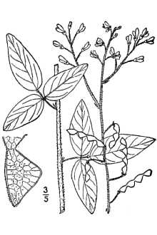<i>Meibomia dillenii</i> (Darl.) Kuntze