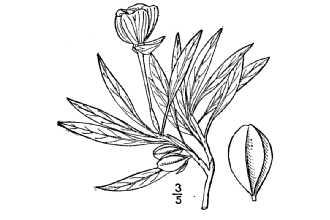 <i>Megapterium fremontii</i> (S. Watson) Britton