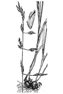 <i>Melica fugax</i> Bol. ssp. madophylla Piper